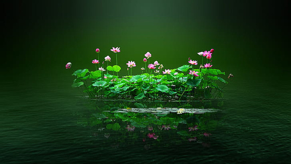 lotus-pond-lotus-flowers-pink-water-petal-lotus-leaf-green-wallpaper-preview copy 10