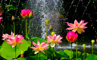 beautiful-lotus-pond-pink-flowers-green-leaves-wallpaper-preview copy