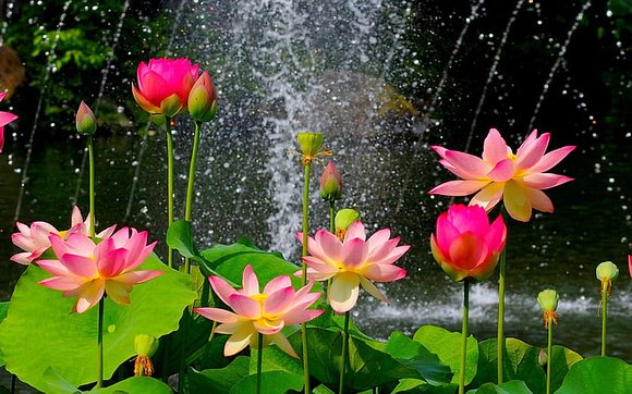 beautiful-lotus-pond-pink-flowers-green-leaves-wallpaper-preview copy 9